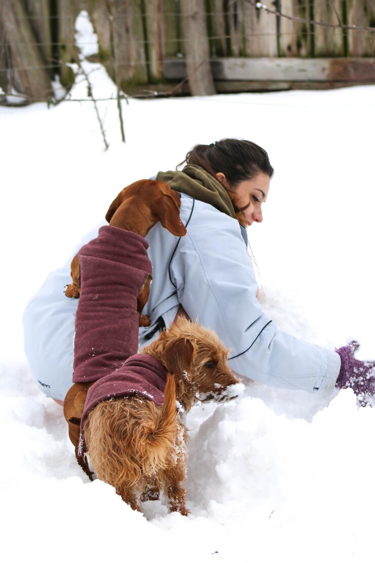 How to Prepare Your Pet for Winter: Essential Tips for Cold Weather ...